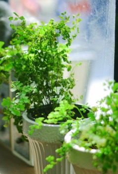 4 DIY Ideas for Watering Plants While Away - Countryside